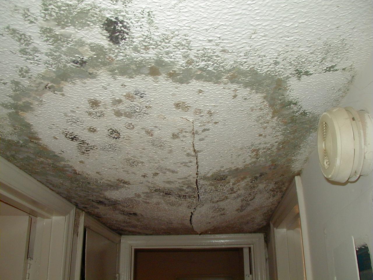 mold ceiling smaller