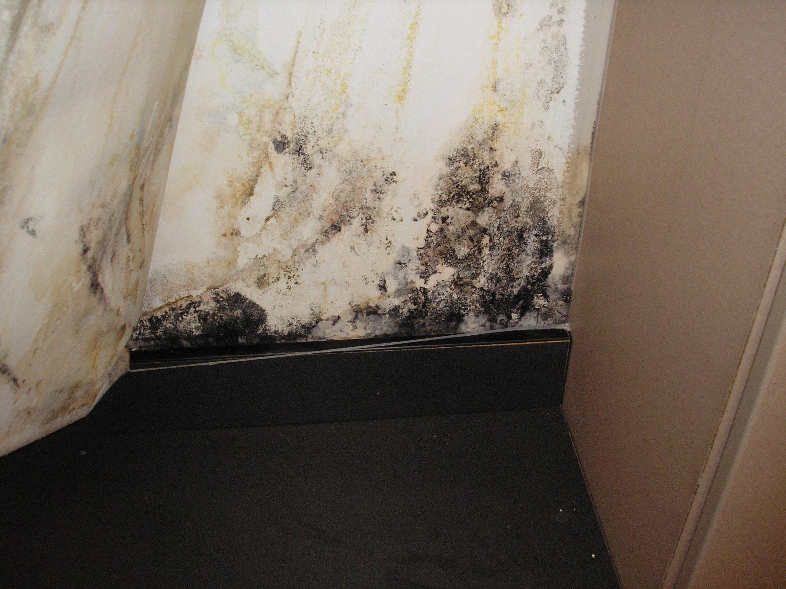 mold growth smaller